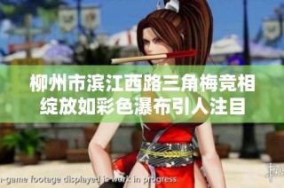 柳州市滨江西路三角梅竞相绽放如彩色瀑布引人注目