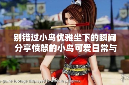 别错过小鸟优雅坐下的瞬间 分享愤怒的小鸟可爱日常与萌宠生活点滴